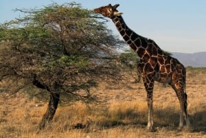 Nairobi: 3 giorni di safari a Ol Pejeta e Samburu
