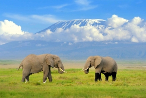 Nairobi: 3-Day Safari Adventure in Amboseli and Tsavo West