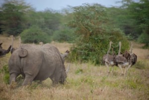 Nairobi: 3-tägige Safari zu den Ol Pejeta und Ol Jogi Conservancies