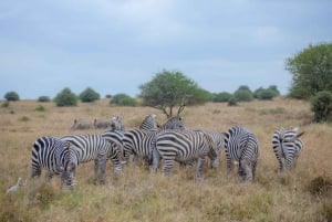 Nairobi: 3-tägige Safari zu den Ol Pejeta und Ol Jogi Conservancies