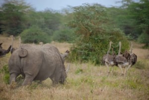 Nairobi: 3-tägige Safari zu den Ol Pejeta und Ol Jogi Conservancies