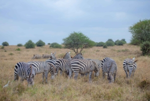 Nairobi: 3-tägige Safari zu den Ol Pejeta und Ol Jogi Conservancies