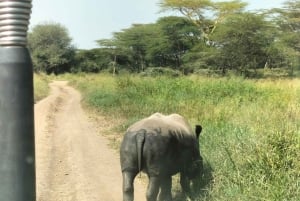 Nairobi: 3-tägige Safari zu den Ol Pejeta und Ol Jogi Conservancies