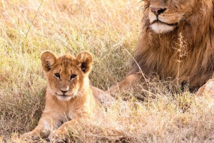 Nairobi: 3-dagers safaritur i Samburu nasjonalreservat