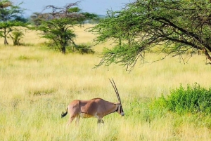 Nairobi: 3-dagers safaritur i Samburu nasjonalreservat