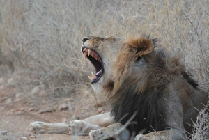 Nairobi: 3-dagers safaritur i Samburu nasjonalreservat