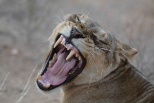 Nairobi: 3-dagers safaritur i Samburu nasjonalreservat