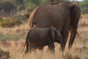 Nairobi: 3-dagers safaritur i Samburu nasjonalreservat
