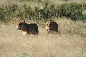 Nairobi: 3-dagers safaritur i Samburu nasjonalreservat