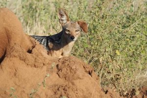 Nairobi: 3-dagers safaritur i Samburu nasjonalreservat