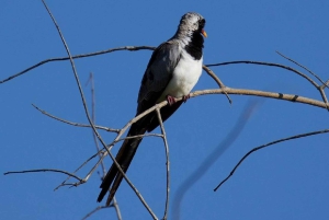 Nairobi: 3-dagers safaritur i Samburu nasjonalreservat