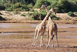 Nairobi: 3-dagers safaritur i Samburu nasjonalreservat