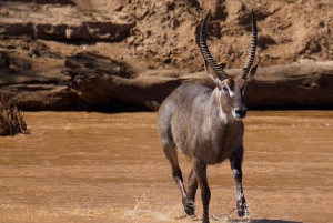 Nairobi: 3-dagers safaritur i Samburu nasjonalreservat