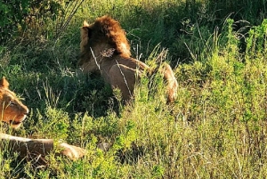 Nairobi: 3-dagers safaritur i Samburu nasjonalreservat