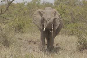 Nairobi: 3-dagers safaritur i Samburu nasjonalreservat