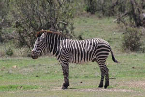 Nairobi: 3-dagers safaritur i Samburu nasjonalreservat