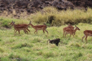 Nairobi: 3-dagers safaritur i Samburu nasjonalreservat