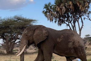 Nairobi: 3-dagers safaritur i Samburu nasjonalreservat