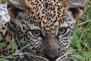 Nairobi: 3-dagers safaritur i Samburu nasjonalreservat