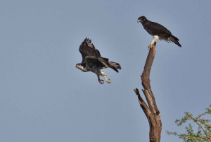 Nairobi: 3-dagers safaritur i Samburu nasjonalreservat
