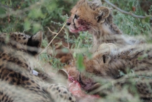 Nairobi: 3-Day Samburu National Reserve Safari Tour