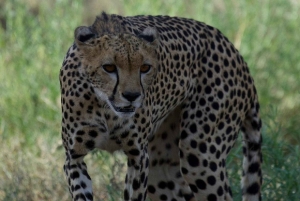 Nairobi: 3-Day Samburu National Reserve Safari Tour