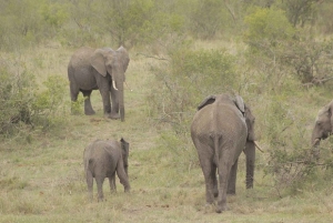 Nairobi: 3-Day Samburu National Reserve Safari Tour