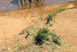 Nairobi: 3-Day Samburu National Reserve Safari Tour