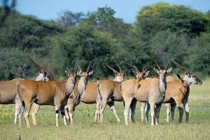 Nairobi: 3-Day Samburu National Reserve Safari Tour