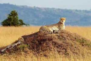 Nairobi: 3-dniowe safari Maasai Mara