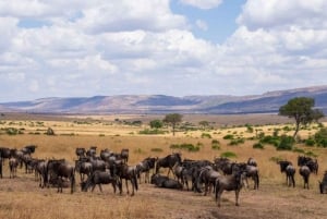 Nairobi: 3-dages Maasai Mara-safari
