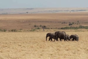 Nairobi:3-daagse safari in de Maasai Mara