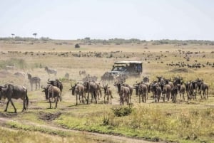 Nairobi:3-päiväinen Maasai Mara safari