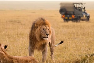 Nairobi:3-Days Maasai Mara Safari