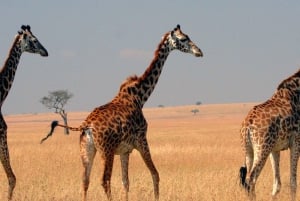 Nairobi:3-Days Maasai Mara Safari