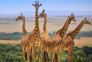 Nairobi:3-Days Maasai Mara Safari