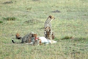 Nairobi:3-Days Maasai Mara Safari