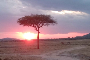 Nairobi: 3-dniowe safari w Kenii