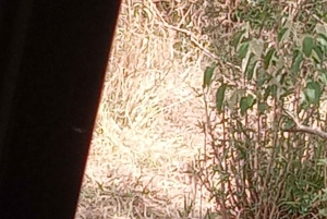 Nairobi: 3-dniowe safari w Kenii