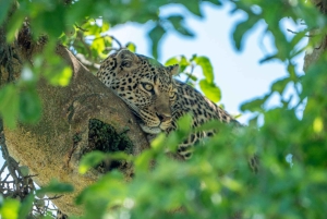 Nairobi: 3-dniowe safari w Kenii