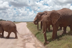 Nairobi: 3-dniowe safari w Kenii