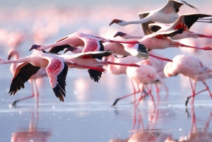 Nairobi: 4-dniowe, 3-dniowe grupowe safari w Landcruiserze 4x4