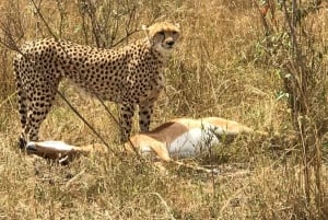 Nairobi : Safari de 4 jours dans le parc national d'Amboseli