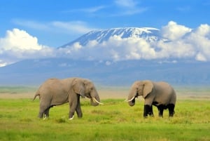 Nairobi: 4-Day Amboseli, Tsavo West & East Guided Safari