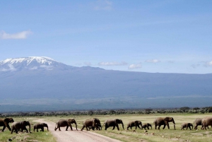 Nairobi : Safari guidé de 4 jours à Amboseli, Tsavo Ouest et Est