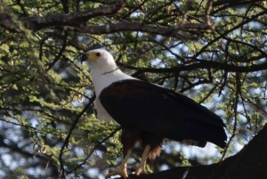 Nairobi: 4-dniowa wyprawa na pustynię Chalbi, do oazy Kalacha i nad jezioro Turkana