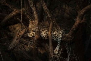 Nairobi: 4-dniowa wyprawa na pustynię Chalbi, do oazy Kalacha i nad jezioro Turkana