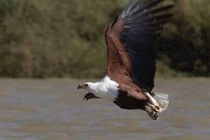 Nairobi: 4-dniowa wyprawa na pustynię Chalbi, do oazy Kalacha i nad jezioro Turkana