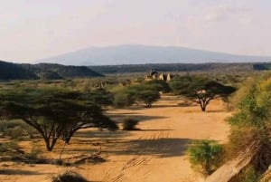 Nairobi: 4-dniowa wyprawa na pustynię Chalbi, do oazy Kalacha i nad jezioro Turkana