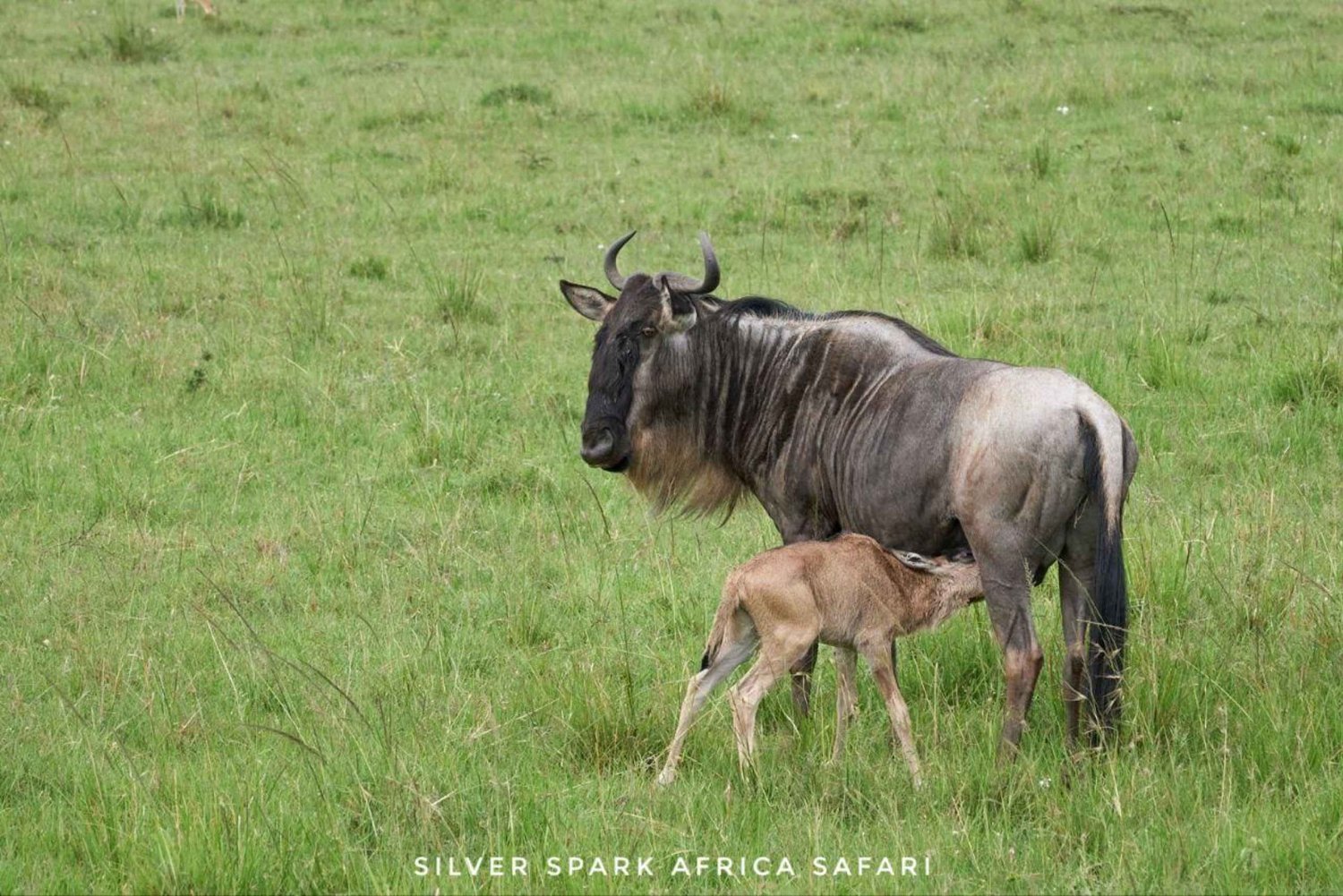 Nairobi: 4 päivän safarimatka Maasai Maraan ja Naivasha-järvelle